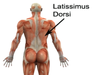 Lats